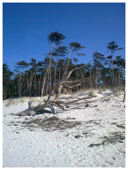 Strandlandschaft Darss